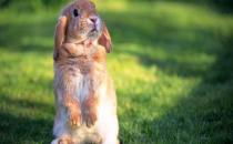 安哥拉兔的產地是哪里？安哥拉兔的價格