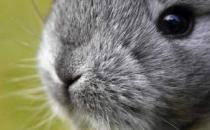 標準金吉拉兔的產地-標準金吉拉兔的價格