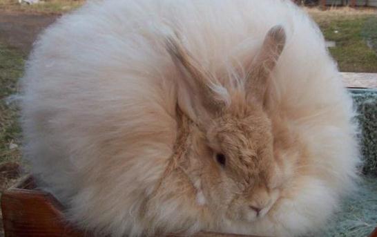 緞毛安哥拉兔的產(chǎn)地-緞毛安哥拉兔怎么養(yǎng)？