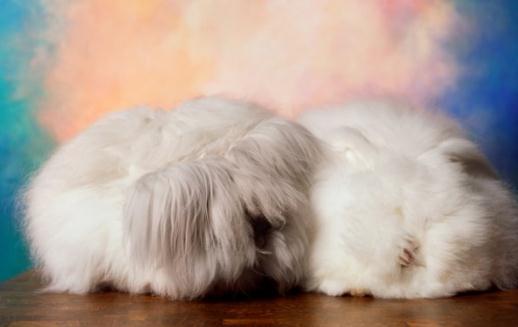 法國安哥拉兔怎么養？法國安哥拉兔的價格