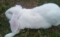 公羊兔是什么？公羊兔怎么護理？