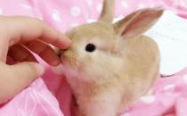 公主兔生活環境有哪些要求？