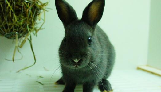 哈瓦那兔對飼養環境有什么要求？