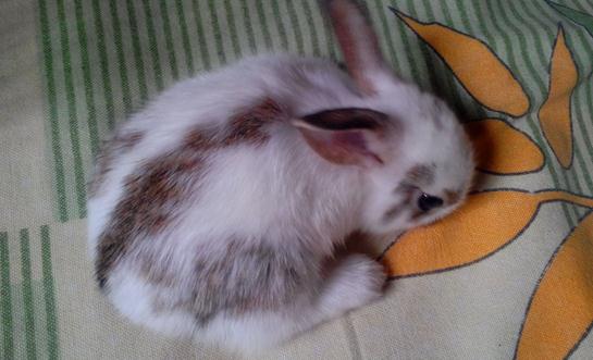 潔西伍莉的價(jià)格-潔西伍莉多少錢能買？