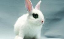 海棠兔產自哪里？海棠兔的環境溫度控制