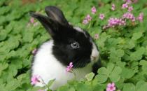荷蘭兔的價格-荷蘭兔多少錢能買到？