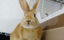 忌廉兔怎么養？忌廉兔的產地