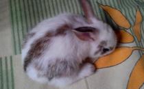 潔西伍莉的價格-潔西伍莉多少錢能買？