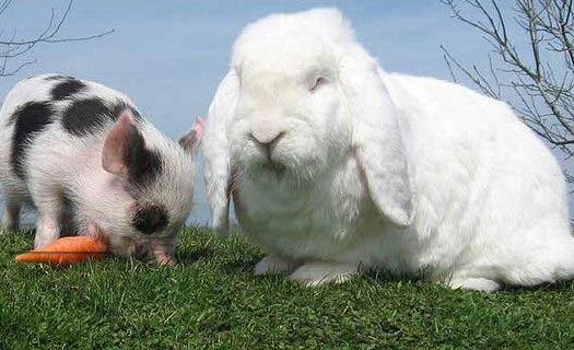 巨型格仔兔的產地-巨型格仔兔產自哪里?