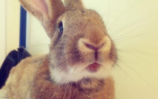 巨型花明兔怎么養(yǎng)？巨型花明兔養(yǎng)殖方法