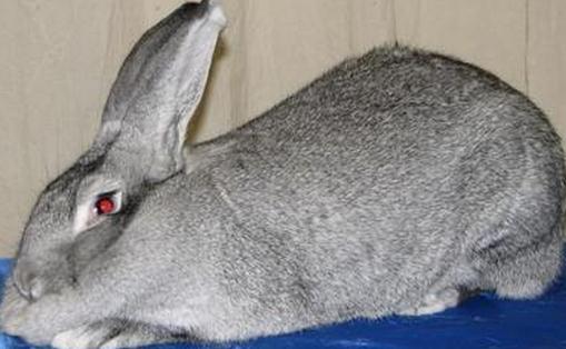 巨型金吉拉兔有什么特征?