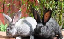 金吉拉兔的養殖環境應該是怎樣的？