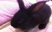 蓮山黑兔能喝水嗎？蓮山黑兔的喂食