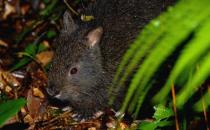 琉球兔的形態(tài)特征有哪些？