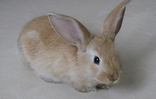 迷你雷克斯兔怎么養?迷你雷克斯兔的產地