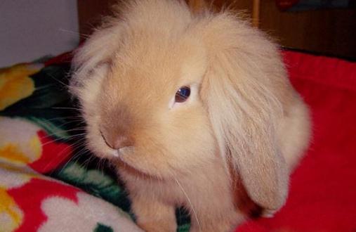 獅子兔的價格-獅子兔多少錢能買到?