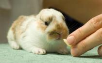 迷你兔怎么養？迷你兔的飼養方法