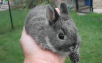 青紫藍兔的形態-青紫藍兔的體型特征