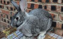 青紫藍兔對生活環境有什么要求？