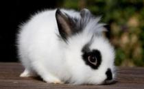 獅子頭兔的飼養方法是什么？