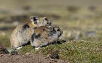 鼠兔的飼養方法是什么？