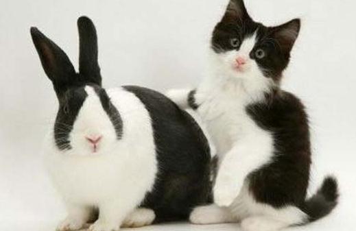 熊貓兔能喝水嗎？熊貓兔兔籠要多大？