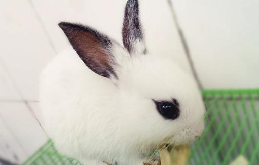 熊貓兔是什么兔子?熊貓兔的簡介