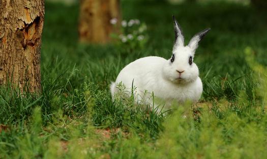 熊貓兔多少錢能夠買得到？