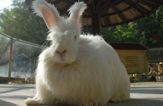 英國安哥拉兔的價格是多少？