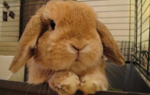 英國垂耳兔怎么養？英國垂耳兔吃什么？