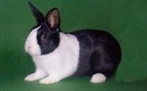 英國(guó)斑點(diǎn)兔的簡(jiǎn)介 英國(guó)斑點(diǎn)兔的價(jià)格