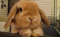 英國垂耳兔怎么養(yǎng)？英國垂耳兔吃什么？
