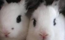 銀狐兔怎么養？銀狐兔的喂養方法