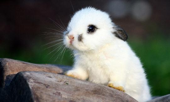 侏儒海棠兔怎么養？侏儒海棠兔吃什么？