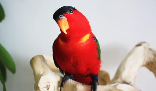 黃兜吸蜜鸚鵡多少錢能買？黃兜吸蜜鸚鵡的飼養方法