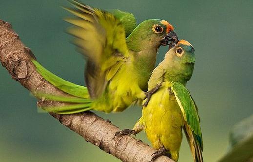 藍(lán)喉錐尾鸚鵡產(chǎn)自哪里?藍(lán)喉錐尾鸚鵡的簡(jiǎn)介