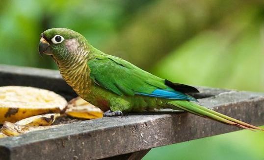 藍(lán)喉錐尾鸚鵡如何繁殖？藍(lán)喉錐尾鸚鵡的飼養(yǎng)方法