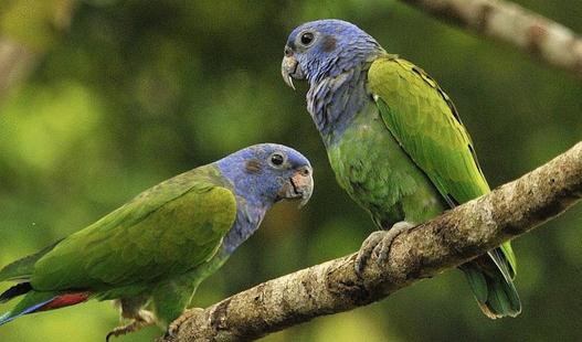 藍頭金剛鸚鵡的飼養方法 藍頭金剛鸚鵡的價格
