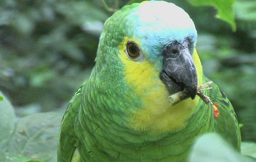 藍頭鸚鵡的飼養方法 藍頭鸚鵡的價格