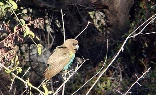 邁耶氏鸚鵡多少錢？邁耶氏鸚鵡的飼養方法