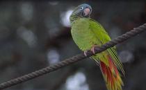藍冠錐尾鸚鵡的生活習性 藍冠錐尾鸚鵡的飼養方法