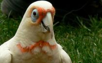 米切氏鳳頭鸚鵡簡介 米切氏鳳頭鸚鵡產(chǎn)地