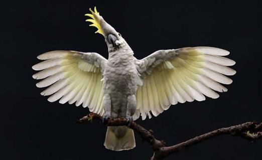 摩鹿加鳳頭鸚鵡簡介-摩鹿加鳳頭鸚鵡生長環境