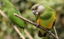 塞內加爾鸚鵡的簡介 塞內加爾鸚鵡的外形特征