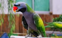 小緋胸鸚鵡應該如何飼養？