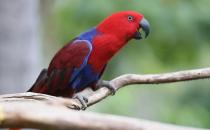 折衷鸚鵡的飼養(yǎng)方法 折衷鸚鵡的產地