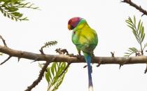 紫紅頭鸚鵡的簡介 紫紅頭鸚鵡的價格