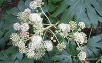 這些植物都有毒！要防著點兒了！