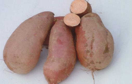 喜訊：紅薯給肌膚光滑質(zhì)感