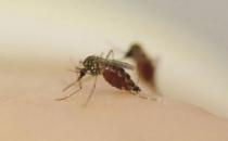 為什么有的人總是被蚊子叮咬？